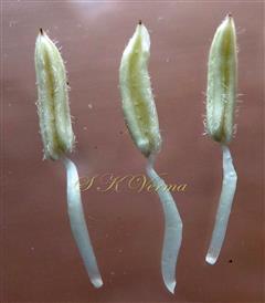  Stamens